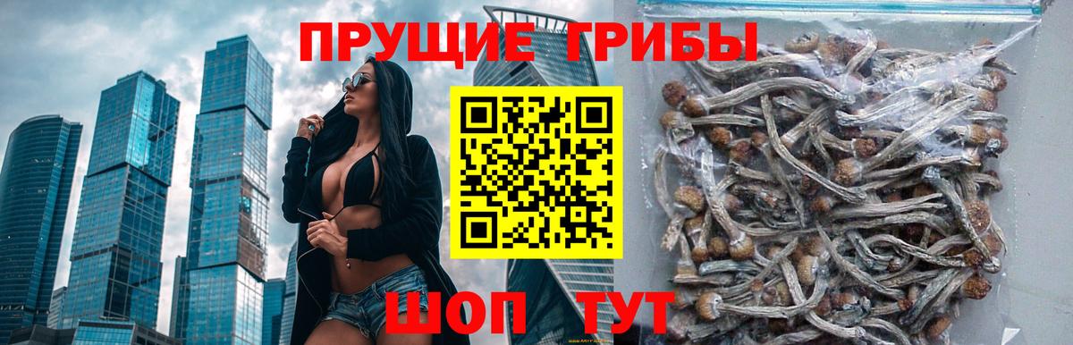 Галлюциногенные грибы Psilocybe Ухта